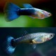 GUPPY CASAL AZUL NEON (POECILIA RETICULATUS)