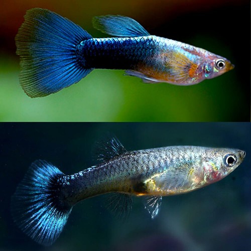 GUPPY CASAL AZUL NEON (POECILIA RETICULATUS)