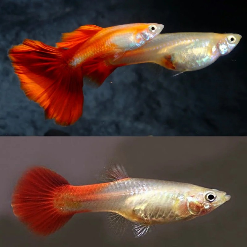 GUPPY CASAL BLOND RED (POECILIA RETICULATUS)