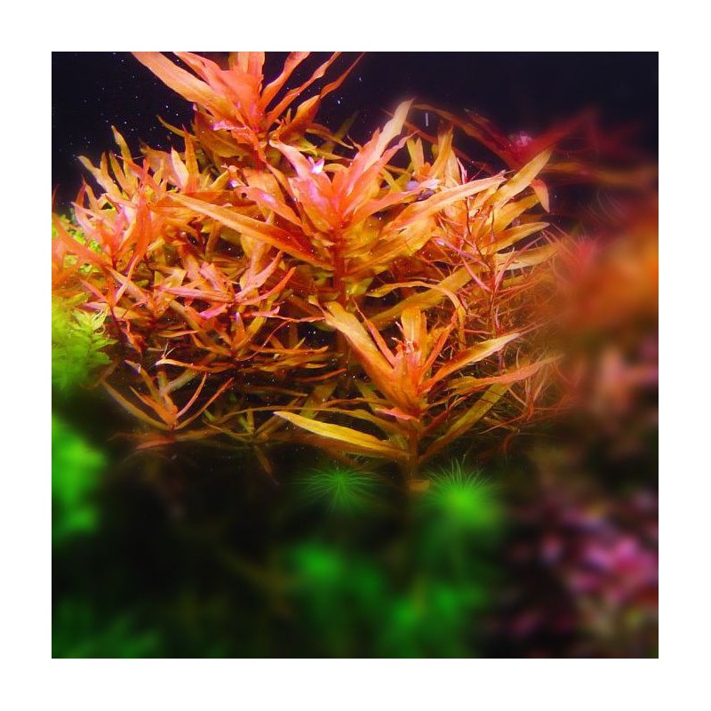 AMMANIA SENEGALENSIS