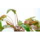 Cryptocoryne wendtii afinnis red