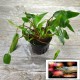 Cryptocoryne wendtii afinnis red