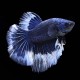 BETTA HALFMOON BUTTERFLY AZUL MACHO