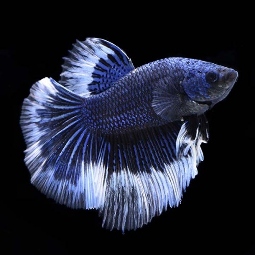 BETTA HALFMOON BUTTERFLY AZUL MACHO