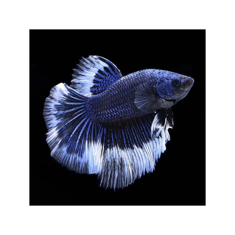 BETTA HALFMOON BUTTERFLY AZUL MACHO