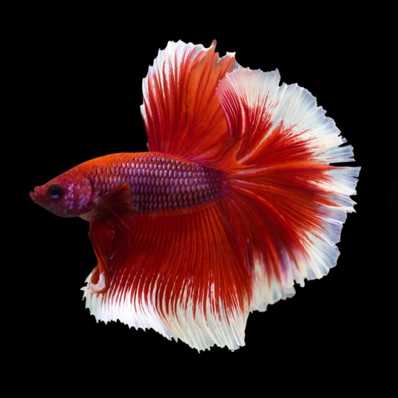BETTA HALFMOON BUTTERFLY RED MACHO