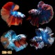 BETTA HALFMOON KOI CANDY MACHO