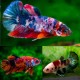 BETTA PLAKAT MACHO HALFMOON KOI