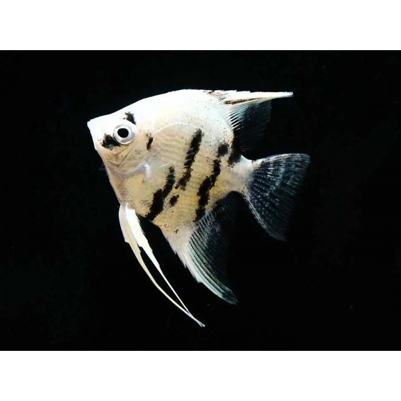 PTEROPHYLLUM SCALARE PANDA PLATINIUM 