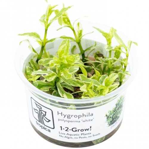 HYGROPHILA POLYSPERMA "WHITE"