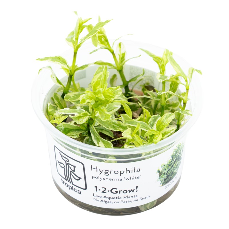 HYGROPHILA POLYSPERMA "WHITE"