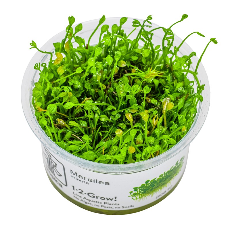 MARSILEA CRENATA/MINUTA