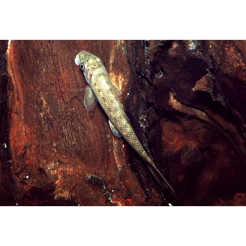 GYRINOCHEILUS AYMONIERI