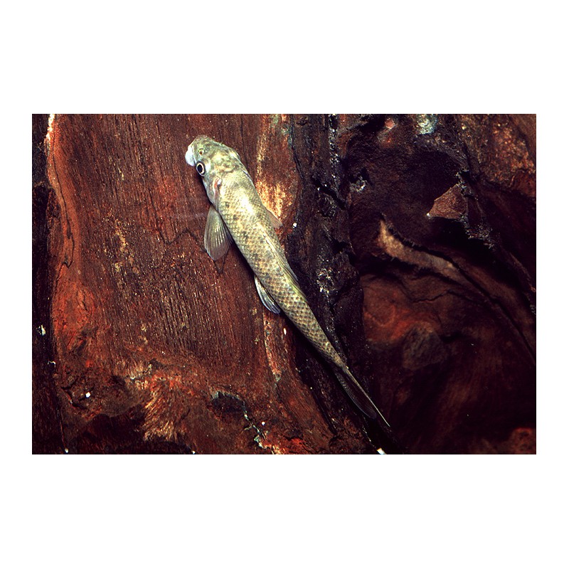 GYRINOCHEILUS AYMONIERI