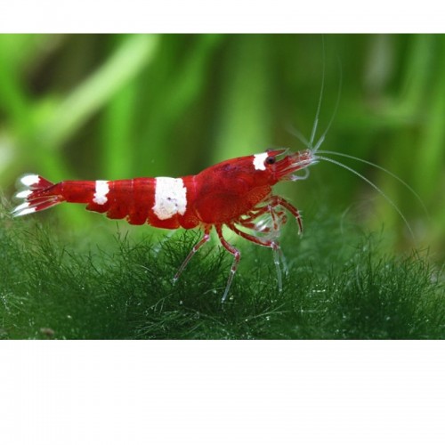 CARIDINA RED WINE/RED PANDA 