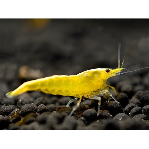 CARIDINA YELLOW KING KONG