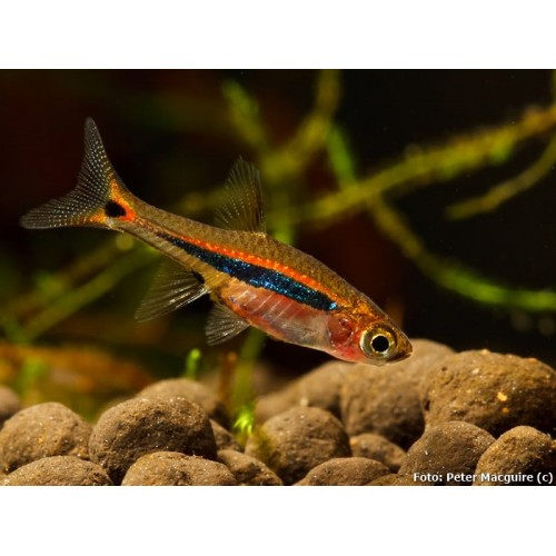 BORARAS UROPHTHALMOIDES