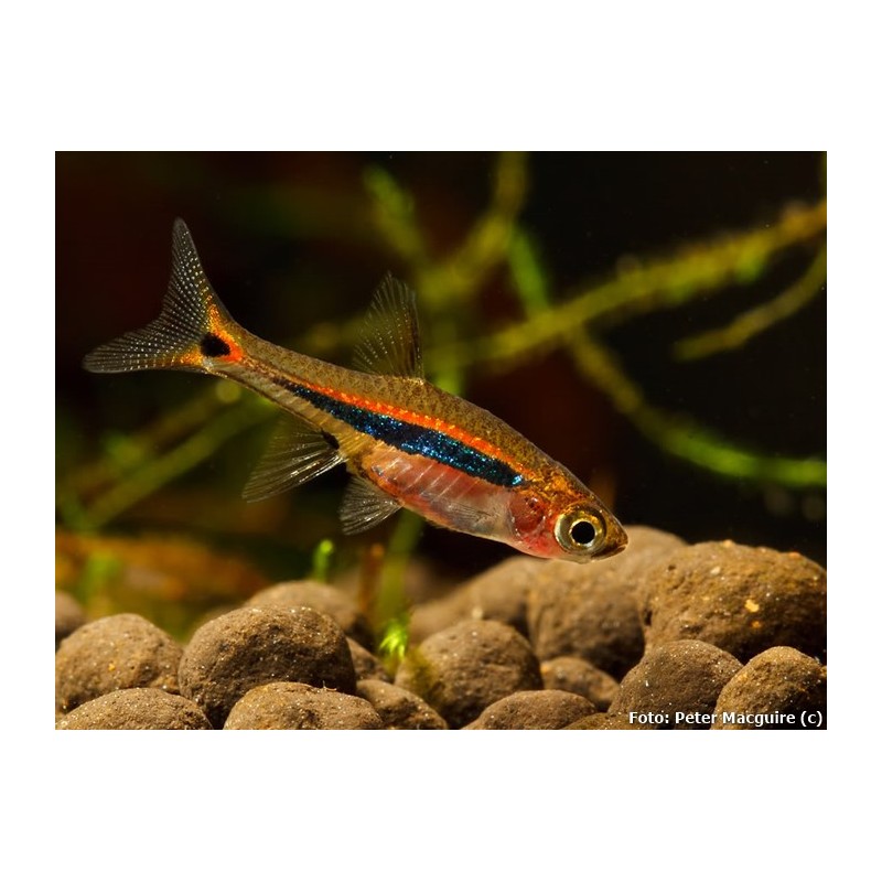BORARAS UROPHTHALMOIDES
