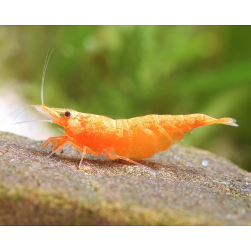 NEOCARIDINA DAVIDI VAR. "ORANGE"