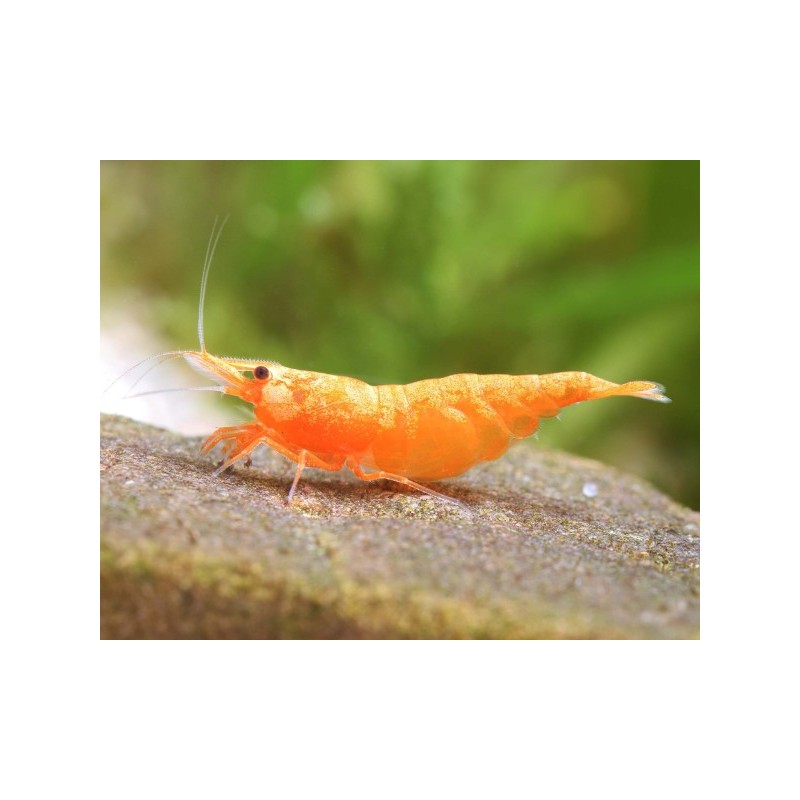NEOCARIDINA DAVIDI VAR. "ORANGE"