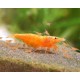 NEOCARIDINA DAVIDI VAR. "ORANGE"