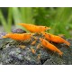 NEOCARIDINA DAVIDI VAR. "ORANGE"