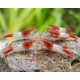 NEOCARIDINA DAVIDI VAR. "RED RILI SAKURA"