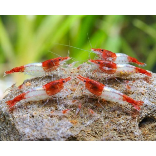 NEOCARIDINA DAVIDI VAR. "RED RILI SAKURA"
