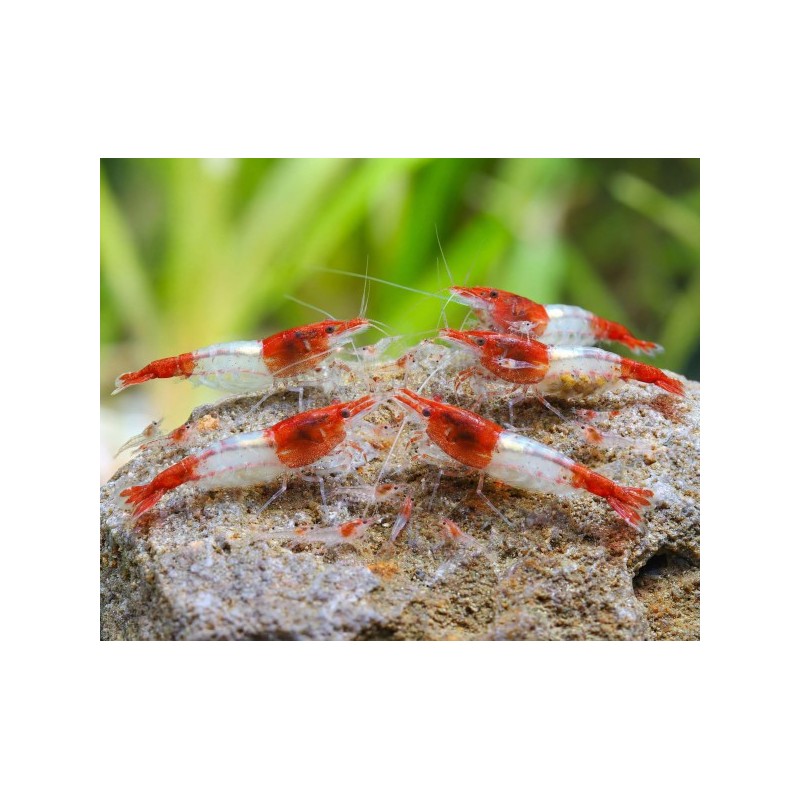 NEOCARIDINA DAVIDI VAR. "RED RILI SAKURA"