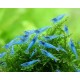 NEOCARIDINA DAVIDI VAR. "BLUE JELLY"