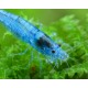 NEOCARIDINA DAVIDI VAR. "BLUE JELLY"