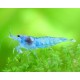 NEOCARIDINA DAVIDI VAR. "BLUE JELLY"