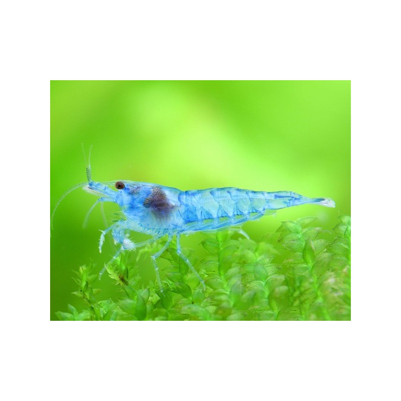 NEOCARIDINA DAVIDI VAR. "BLUE JELLY"