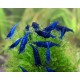 NEOCARIDINA DAVIDI VAR. "BLUE DREAM"