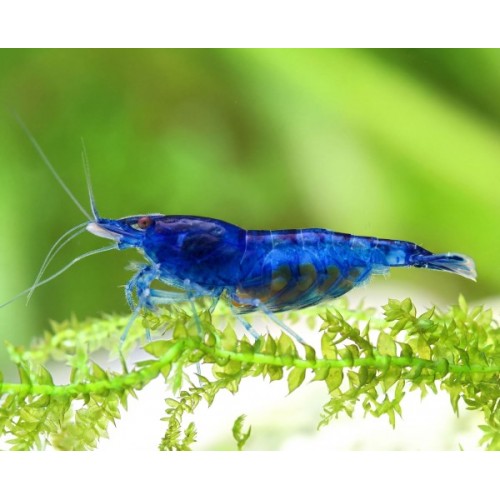 NEOCARIDINA DAVIDI VAR. "BLUE DREAM"