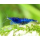 NEOCARIDINA DAVIDI VAR. "BLUE DREAM"
