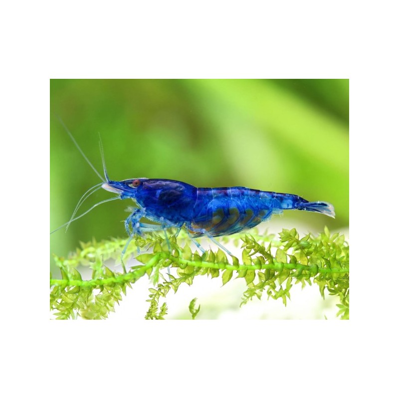 NEOCARIDINA DAVIDI VAR. "BLUE DREAM"