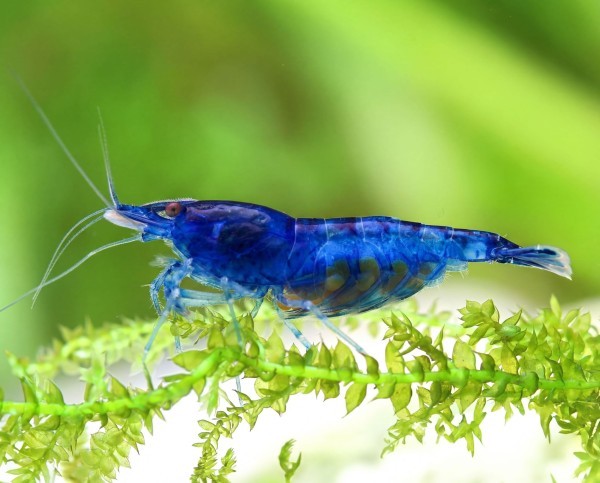NEOCARIDINA DAVIDI VAR. 