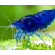 NEOCARIDINA DAVIDI VAR. "BLUE DREAM"