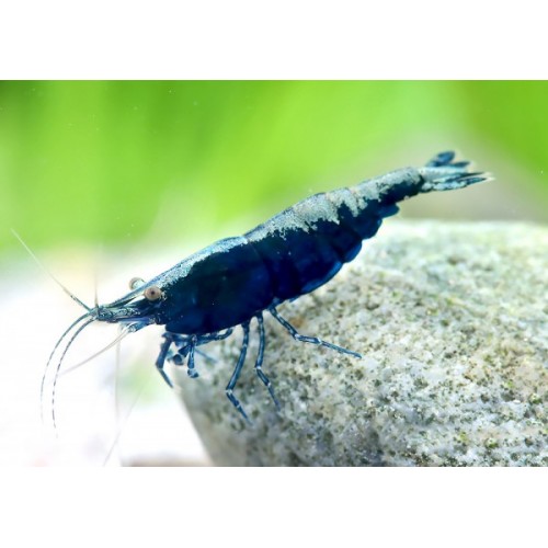 NEOCARIDINA DAVIDI VAR. "BLUE  DIAMOND"