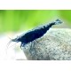 NEOCARIDINA DAVIDI VAR. "BLUE  DIAMOND"