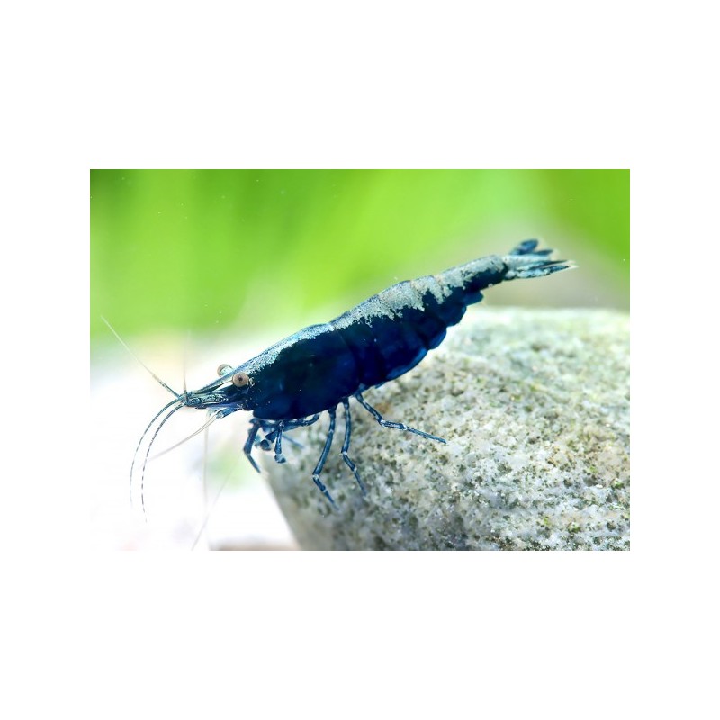 NEOCARIDINA DAVIDI VAR. "BLUE  DIAMOND"