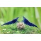 NEOCARIDINA DAVIDI VAR. "BLUE  DIAMOND"
