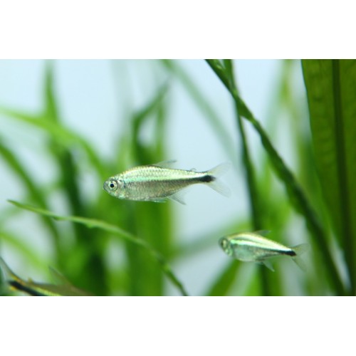 TETRA GOTA DE MERCÚRIO
