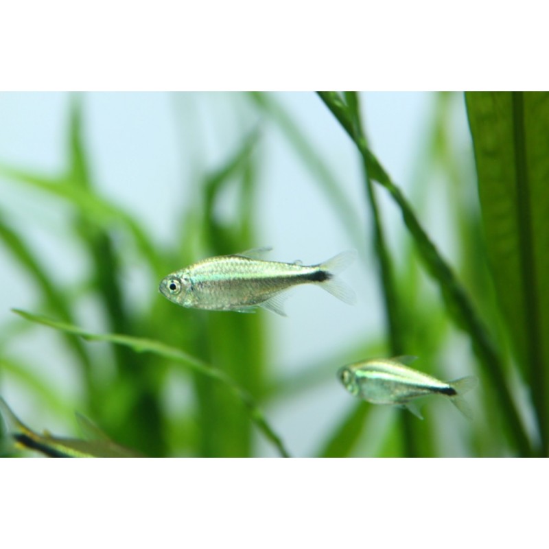 TETRA GOTA DE MERCÚRIO