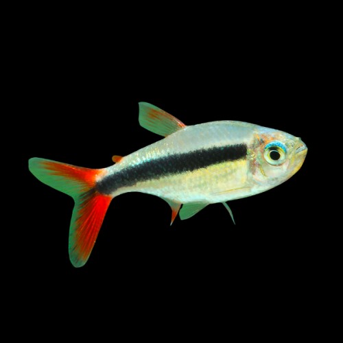 THAYERIA SP. "TELES PIRES"
