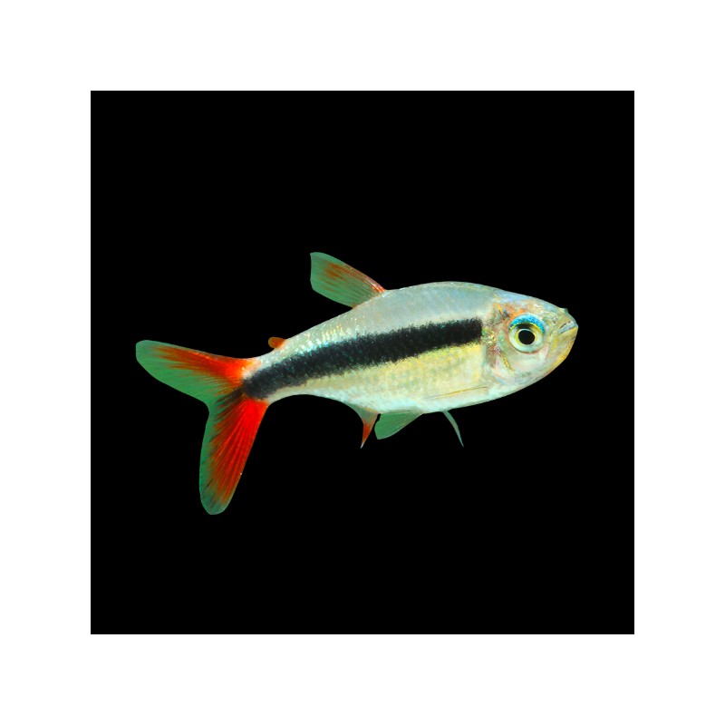 THAYERIA SP. "TELES PIRES"