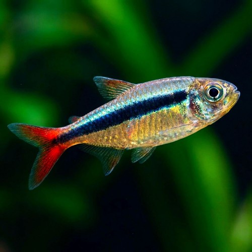 THAYERIA SP. "TELES PIRES"