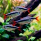 THAYERIA SP. "TELES PIRES"