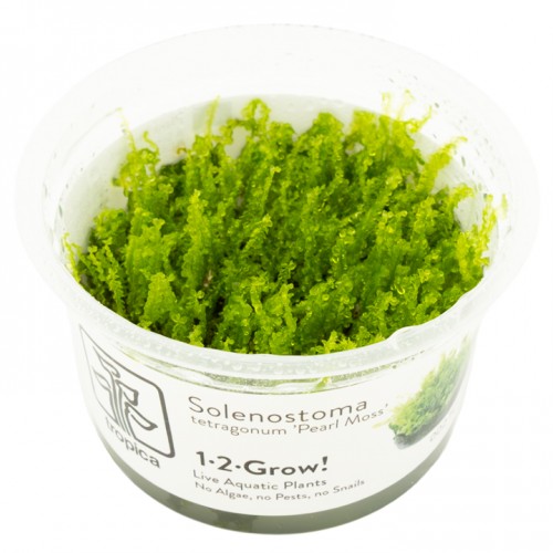 SOLENOSTOMA TETRAGONUM "PEARL MOSS"